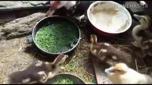 Чем кормим маленьких утят))?