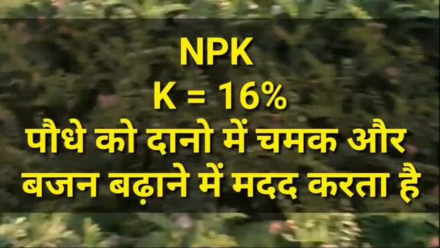 DAP vs NPK fertilizer full detail| dap or npk में क्या अंतर है|Diammonium phosphate смотреть онлайн