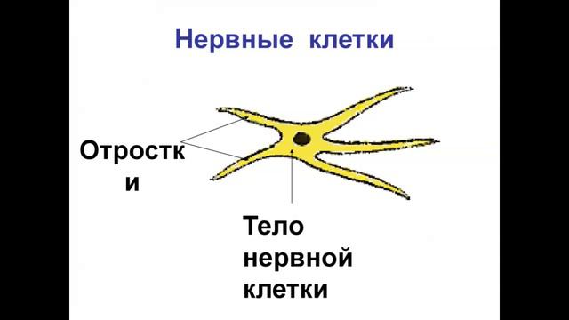 общая характеристика кишечнополостных