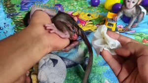 New Born Baby Monkey Chika (Chiro #045)