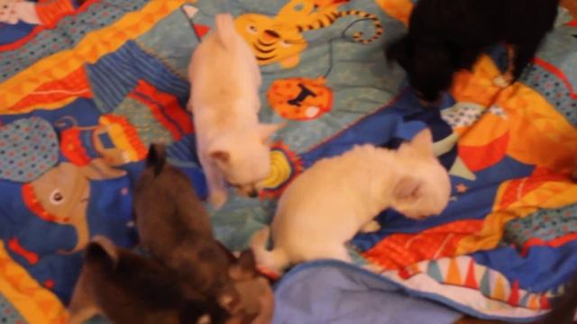 Щенки чихуахуа. Видео от 8 апреля 2020. Часть 3. смотреть онлайн