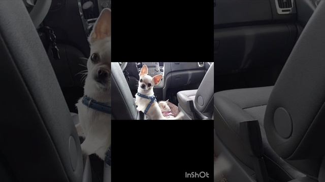 Шато Эркен ПРОДАЖА ЧИХУАХУА питомник Кастропуло Крым +79787458062 Chihuahua доставка есть смотреть онлайн