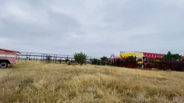 Как вожак львов ПОСТРОИЛ МОЛОДЫХ ЛЬВОВ! смотреть онлайн