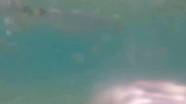 Рыбы в Красном море смотреть онлайн