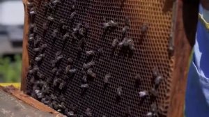 Всё о пчёлах для детей и не только