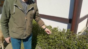 Лучшие кустарники для сада?Советы ландшафтного дизайнера, как выбрать растения?Садовый дизайн?