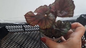 бегонии. результаты обработки от вредителей. немножко красоты.