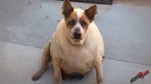 Когда его нашли он был настолько толстым что не мог встать! И он продолжал толстеть!