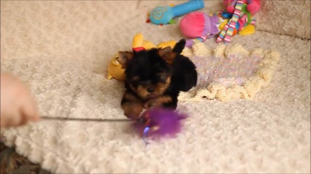 Ричик смотреть онлайн