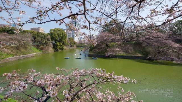 4K Timelapse / Cherry blossoms in the Chidorigafuchi of Tokyo. Mar. 29, 2014 смотреть онлайн