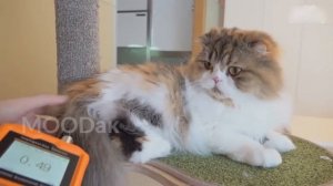 Зоофилия mood