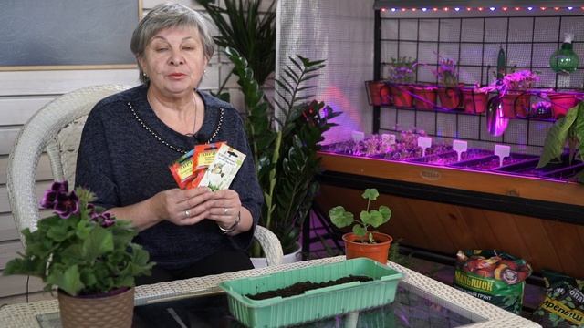 Пеларгония ? Посадка и Уход ? Советы от Garden zoo смотреть онлайн
