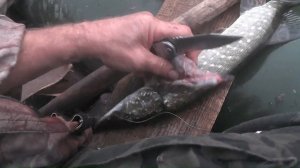 Щука. Я нашел это место! Рыбалка на щуку.  Осенний жор щуки. Рыбалка на жерлицы.