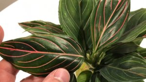 Aglaonema Rotundum - Uncommon Beauty!!!