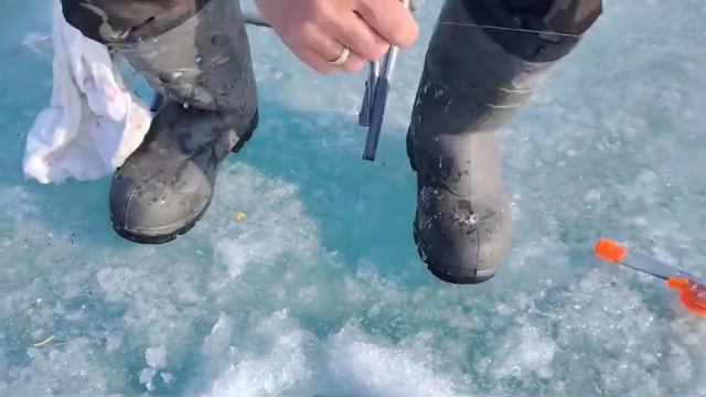 Начинается весенний жор ! Лазурный берег . Капчагай . Алматы . Рыбалка . смотреть онлайн