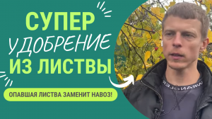 Опавшая листва заменяет навоз! Как приготовить супер питательное удобрение