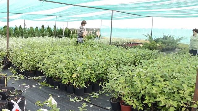 Летняя стрижка дерена для живой изгороди