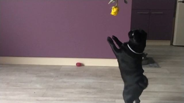 Мопс танцует смотреть онлайн