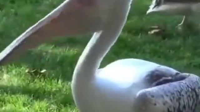 Пеликан одним укусом съел взрослого голубя. смотреть онлайн