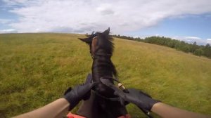 Прогулка в полях на лошади Допо. 06.08.2015