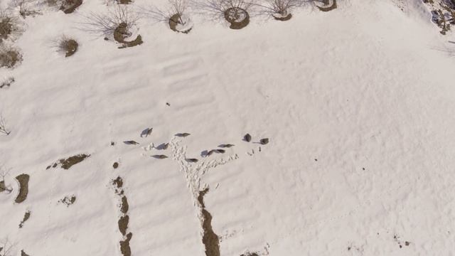 чучела гусь гуменник смотреть онлайн