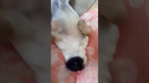 Пёс мопс сдох прямо на кровати