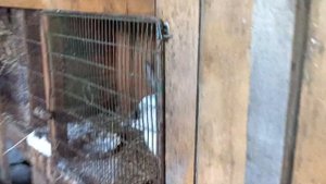 Клеточное содержание кроликов в зимний период#кролики#зима#клеточное_содержание#клетки#крольчата