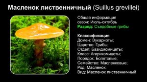 Топ 10 ВИДОВ ГРИБОВ МАСЛЯТ