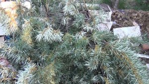 Арбузы растут Облепиха сломилась