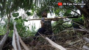 Harvesting Oil Palm Fresh Fruit Bunches In Asian || Palm Oil Indonesian Part 33