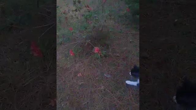 🌸🐈 Autumn Azaleas and a cat