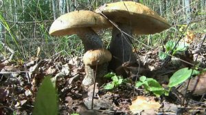 Ищем красивые грибы