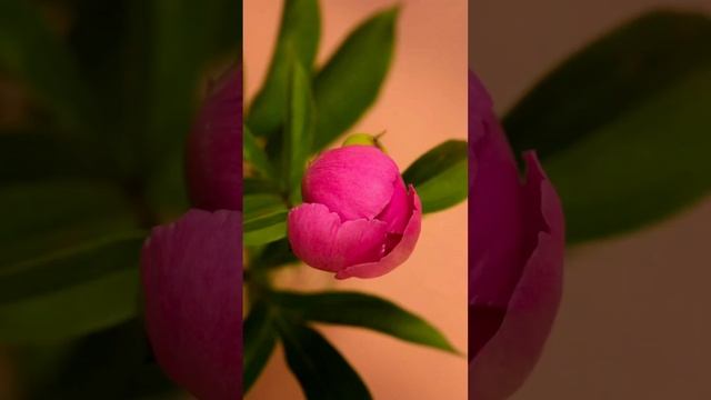 Божественный Цветок Любви! смотреть онлайн