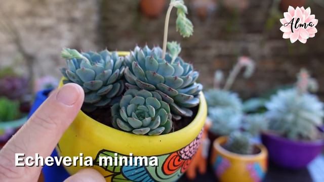 Echeveria minima #LaSuculentaElegidadelDía смотреть онлайн