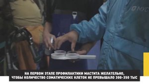 Диагностика мастита у коров