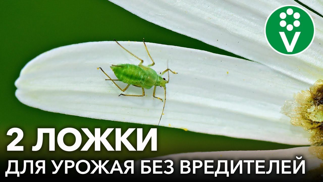 УНИКАЛЬНЫЙ ХИЩНЫЙ ГРИБ: ВРЕДИТЕЛИ ИСЧЕЗНУТ, А ПЛОДЫ МОЖНО СОБИРАТЬ УЖЕ ЧЕРЕЗ ПОЛЧАСА! Боверия