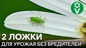 УНИКАЛЬНЫЙ ХИЩНЫЙ ГРИБ: ВРЕДИТЕЛИ ИСЧЕЗНУТ, А ПЛОДЫ МОЖНО СОБИРАТЬ УЖЕ ЧЕРЕЗ ПОЛЧАСА! Боверия