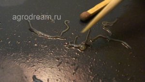 Калифорнийские черви | Ювенильные особи