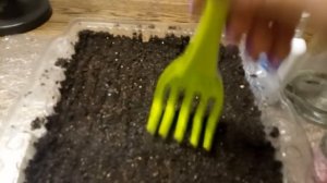 Как правильно посеять Астру в домашних условиях.