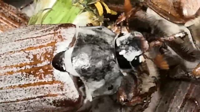 Жуки пердят и бэтээс на задним плане смотреть онлайн