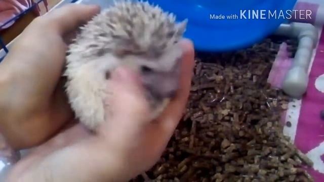 Уход за африканским карликовым ёжиком