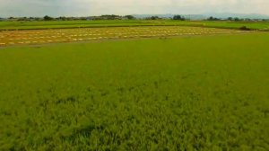 Китай это... Почему китайцы едят рис. Почему рис номер один продукт в Китае.