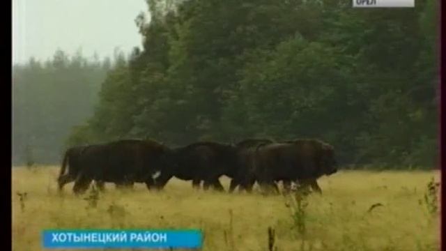 Двадцать лет назад первых зубров привезли в «Орловское Полесье»