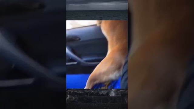 1000002287.mp4 смотреть онлайн