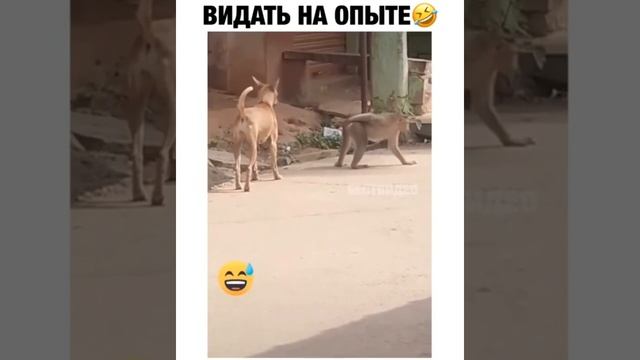 Собака и обезьяна на опыте