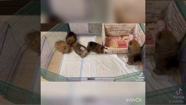 померанский шпиц мальчики и девочки мини ♥️♥️♥️ смотреть онлайн