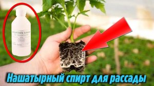 Вот это подкормка для Рассады Томатов и Перца Радости нет предела Дачные Хитрости и Полезные Советы