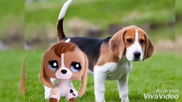 Как выглядят петы в реальной жизни. Напиши в коментариях какие лпс тебе больше всего по душе смотреть онлайн