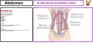 [#4]M.OBLIQUUS INTERNUS.LINKS