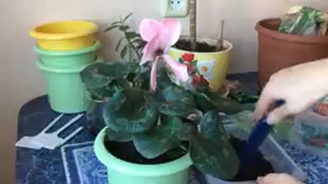 Пересадка цветов, как я это делаю. любимые цветочки. смотреть онлайн